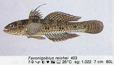 Favonigobius reichei